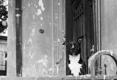 Portrait of dog in front of door