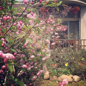 Pink flowers growing in yard