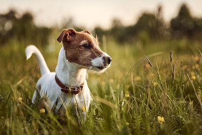 Dog plays in the park on the grass. portrait of jack russell terrier