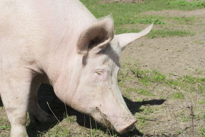 Close-up of pig on field