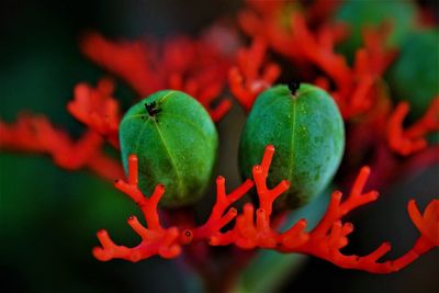 Fruit of coral plant growing on plant