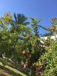 Low angle view of apples on tree against blue sky