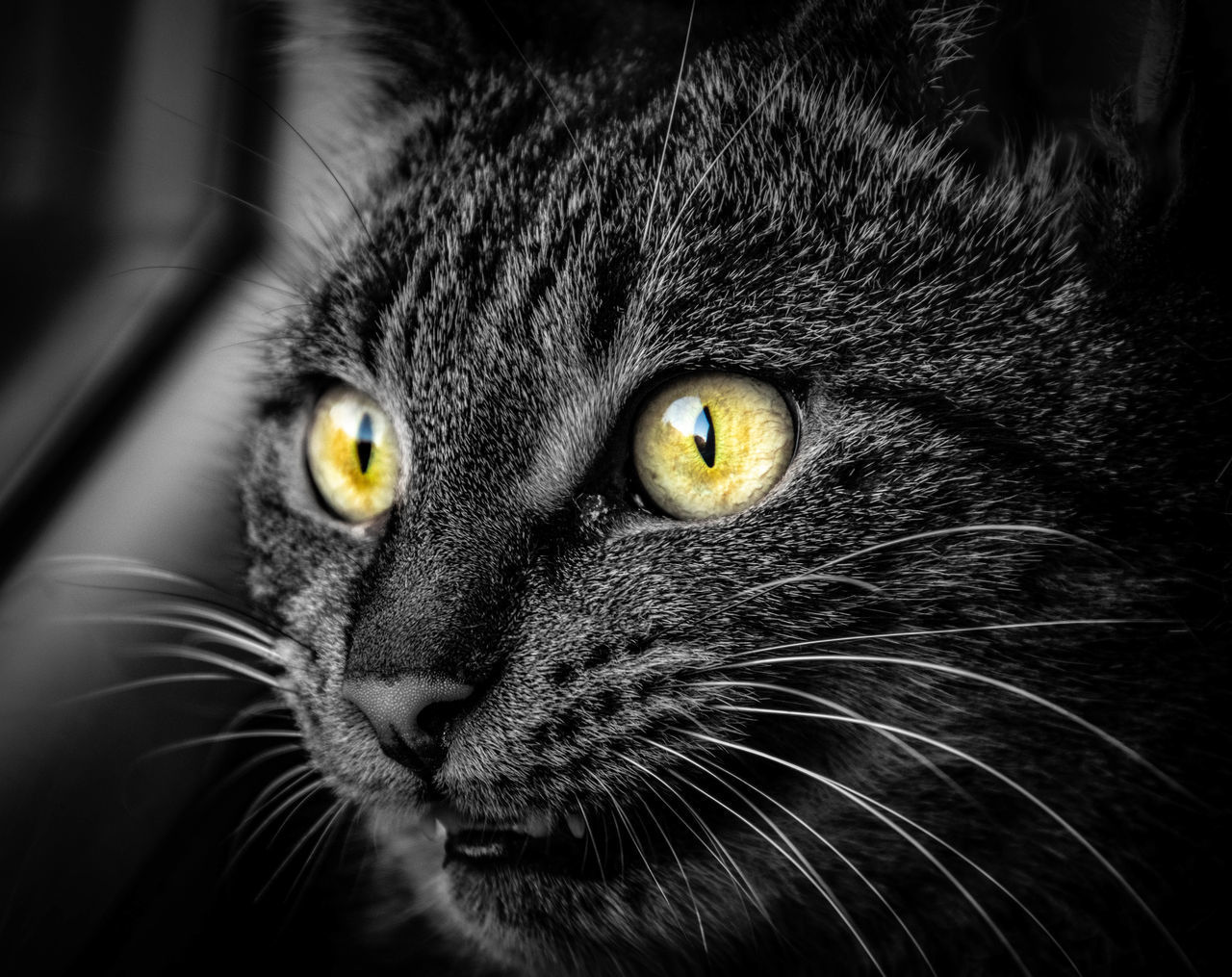 CLOSE-UP PORTRAIT OF A CAT WITH EYES