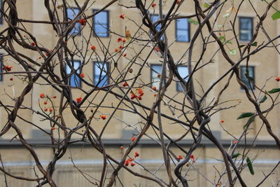 Bare tree in front of building