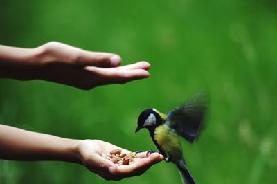 Close-up of cropped hand holding bird