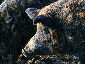 Close-up of a turtle