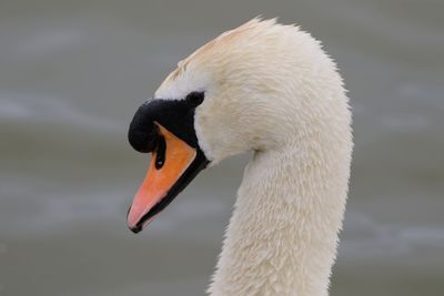 Close-up of swans head