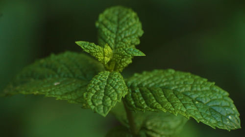 Close-up of green leaves