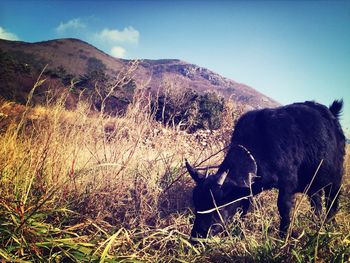 Sheep grazing on landscape