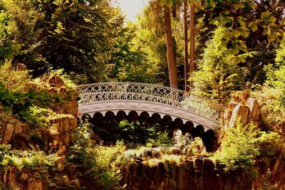 View of bridge in forest