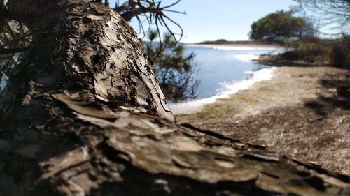 Surface level of driftwood on beach against sky