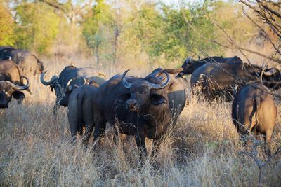 Wild cape buffalo in south africa