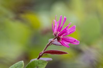 Close-up of pink flowering plant