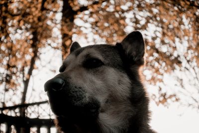 Close-up of dog looking away