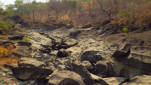 View of trees in forest