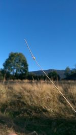 Trees on field against clear blue sky