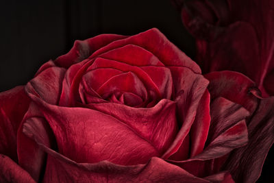 Close-up of red rose