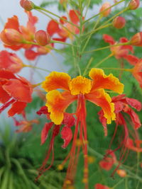 Close-up of red flowers blooming outdoors