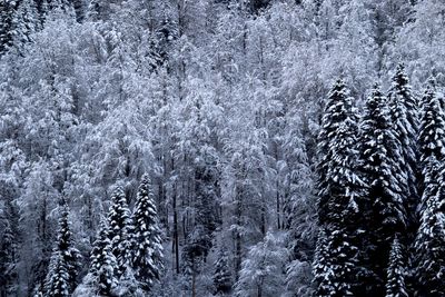 Pine trees in forest during winter