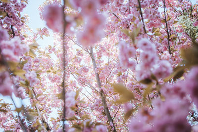 Close-up of pink cherry blossoms in spring