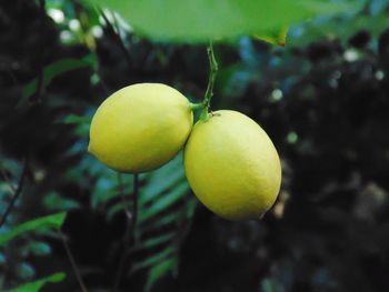 Close-up of fruits hanging on tree