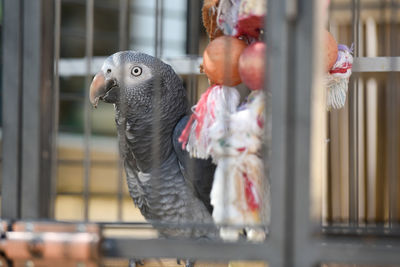 Close-up of parrot in cage