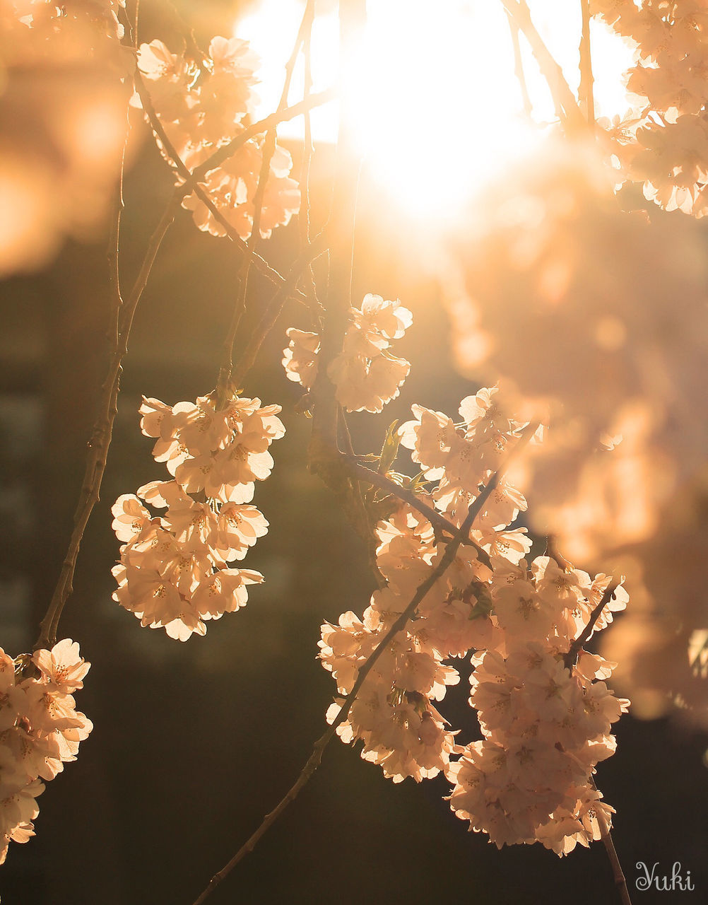 CLOSE-UP OF WHITE FLOWERS BLOOMING ON TREE