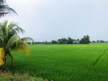 Scenic view of agricultural field against sky