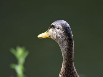 Close-up of swan