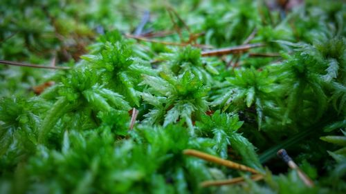 Close-up of fresh green leaves