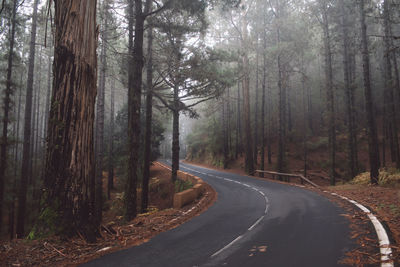 Empty road along trees in forest