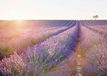 Scenic view of lavender field against sky