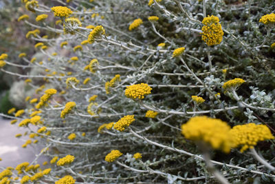 Close-up of yellow flowering plant