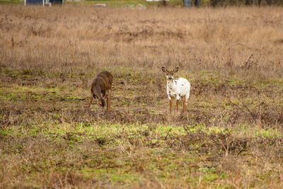 Sheep in a field