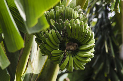 Low angle view of unripe bananas