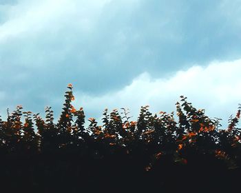 Low angle view of silhouette trees against sky at dusk