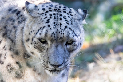 Close-up portrait of a cat