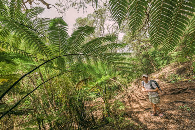 Man walking amidst trees in forest