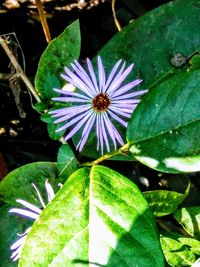 Close-up of passion flower blooming outdoors