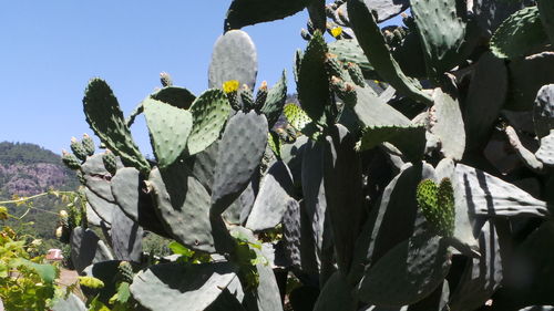 Close-up of fresh cactus plants against clear sky