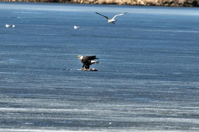 Seagull flying over sea