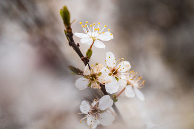 Close-up of cherry blossoms