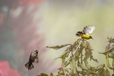 Birds flying by dry plants