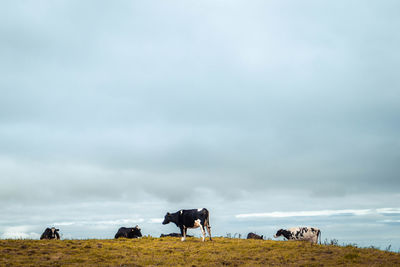 Cows on field against sky