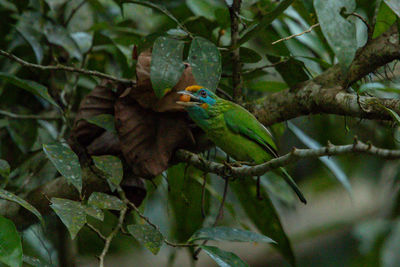 Bird perching on a tree