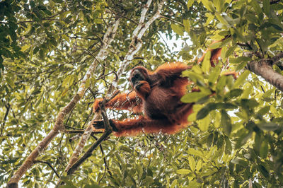 Low angle view of monkey on tree