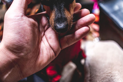 Close-up of hands holding dog face