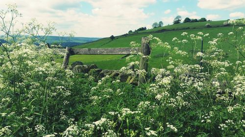 Plants growing on field against sky