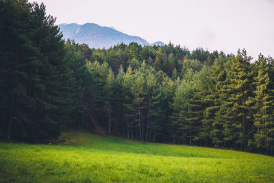 Scenic view of pine trees in forest against sky