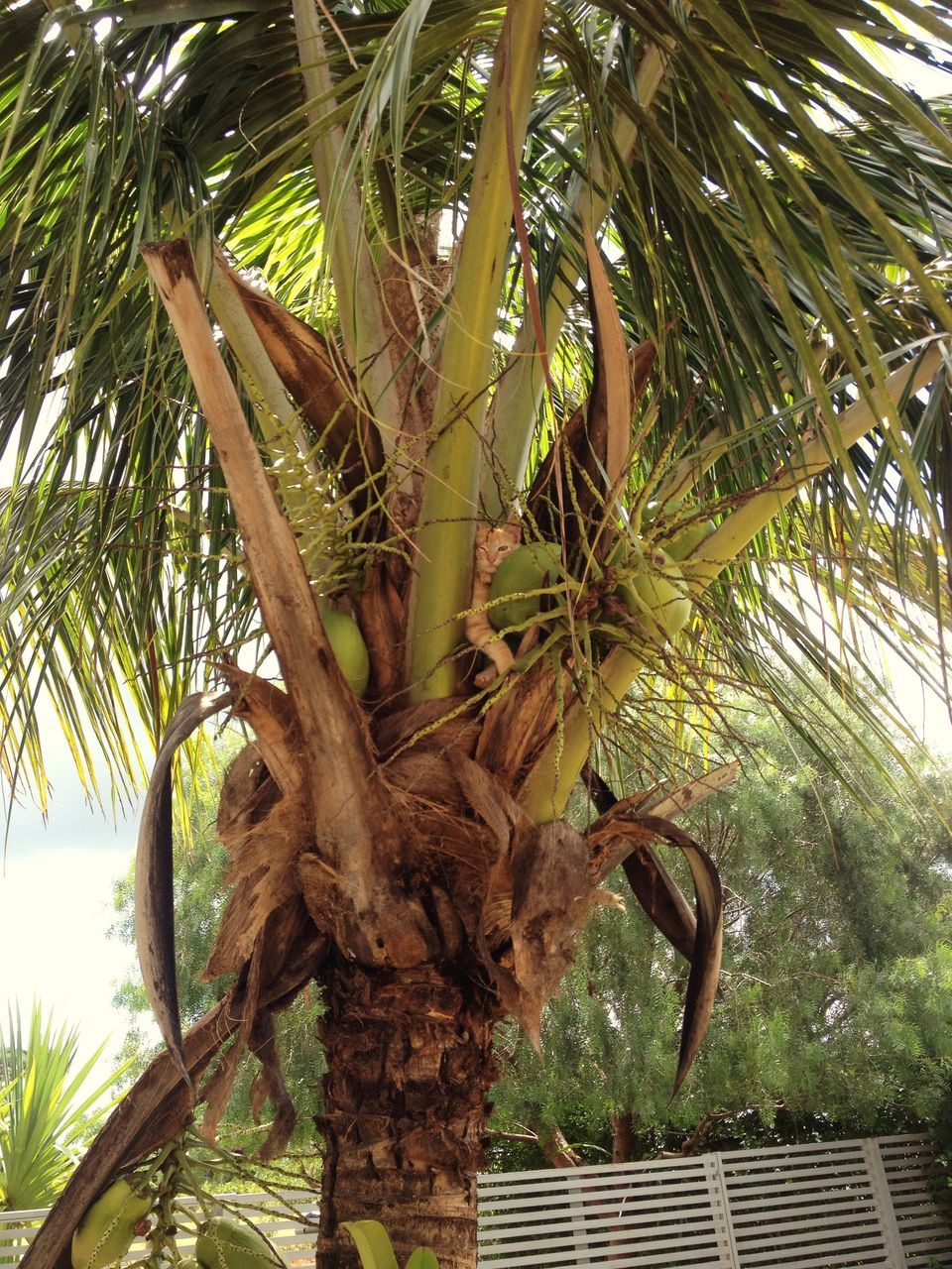 tree, palm tree, tree trunk, growth, branch, low angle view, palm leaf, leaf, nature, tranquility, green color, sunlight, beauty in nature, day, outdoors, no people, scenics, sky, wood - material, coconut palm tree